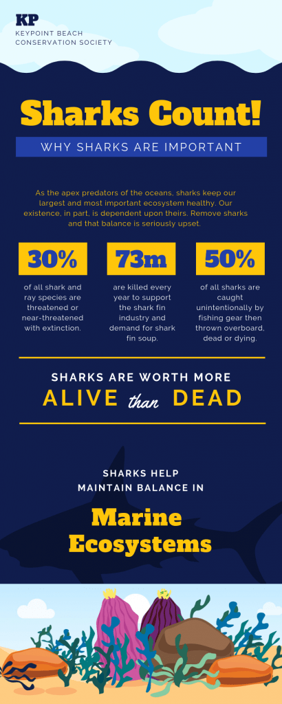 Infographic Courses Spain5